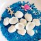Small Sea Shells White Small Tiny Sea Shells Clam Shells Bulk Natural Scallop Shells for Home Decor Beach Theme Party Fish Tank Vase Filler
